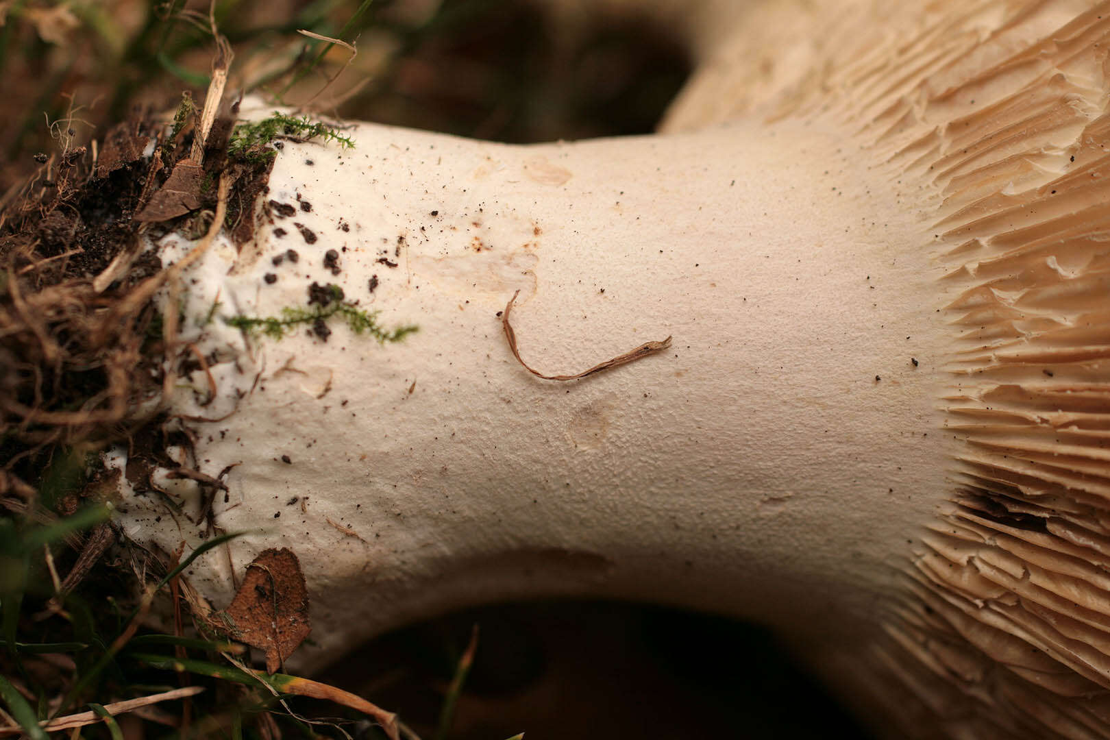 Image of giant clitocybe