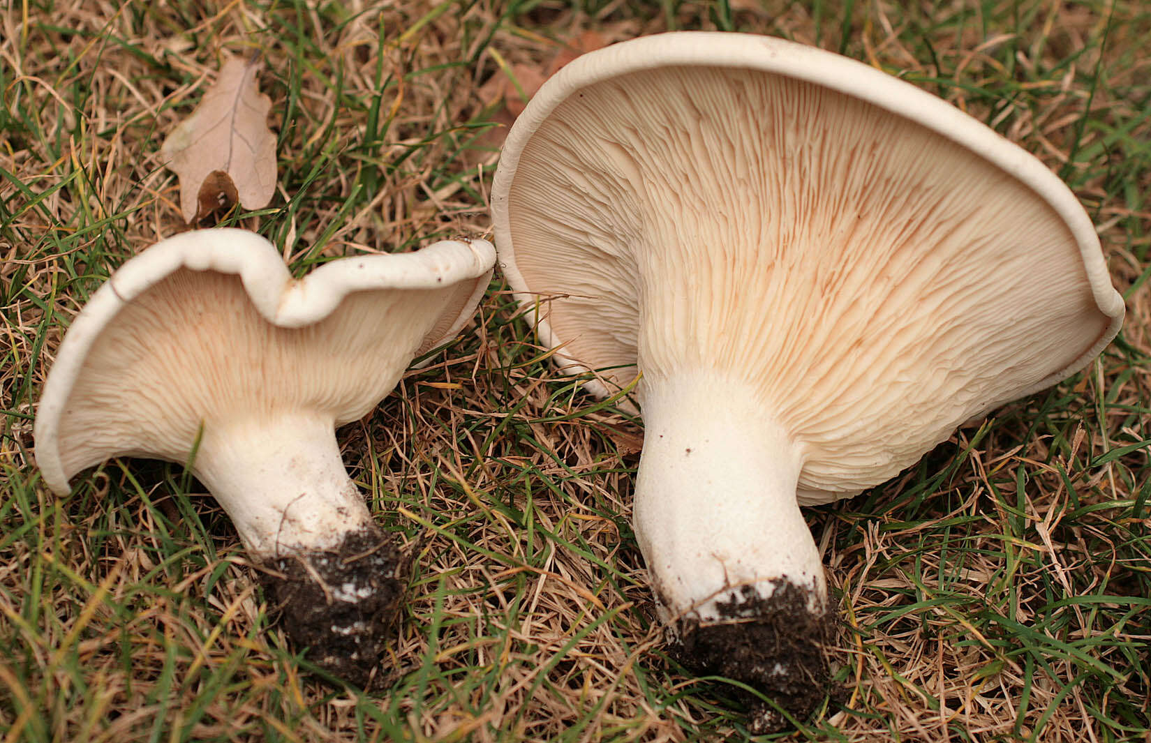 Image of giant clitocybe