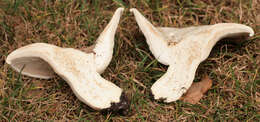 Image of giant clitocybe