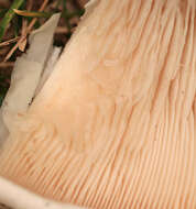 Image of giant clitocybe