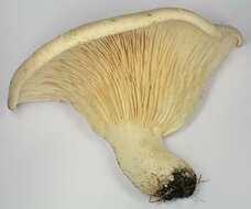 Image of giant clitocybe