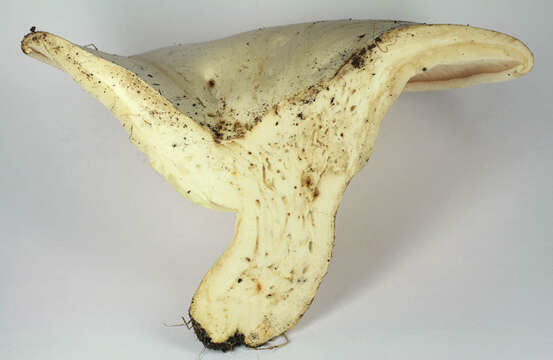 Image of giant clitocybe