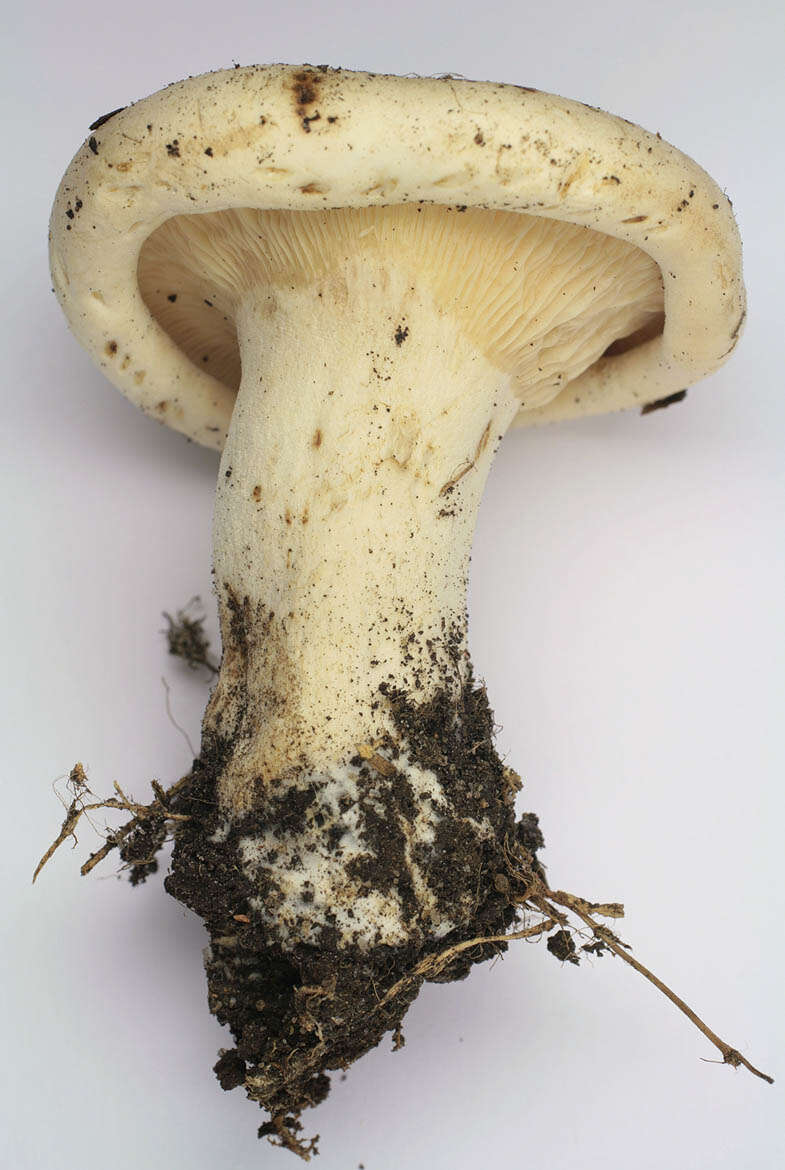 Image of giant clitocybe