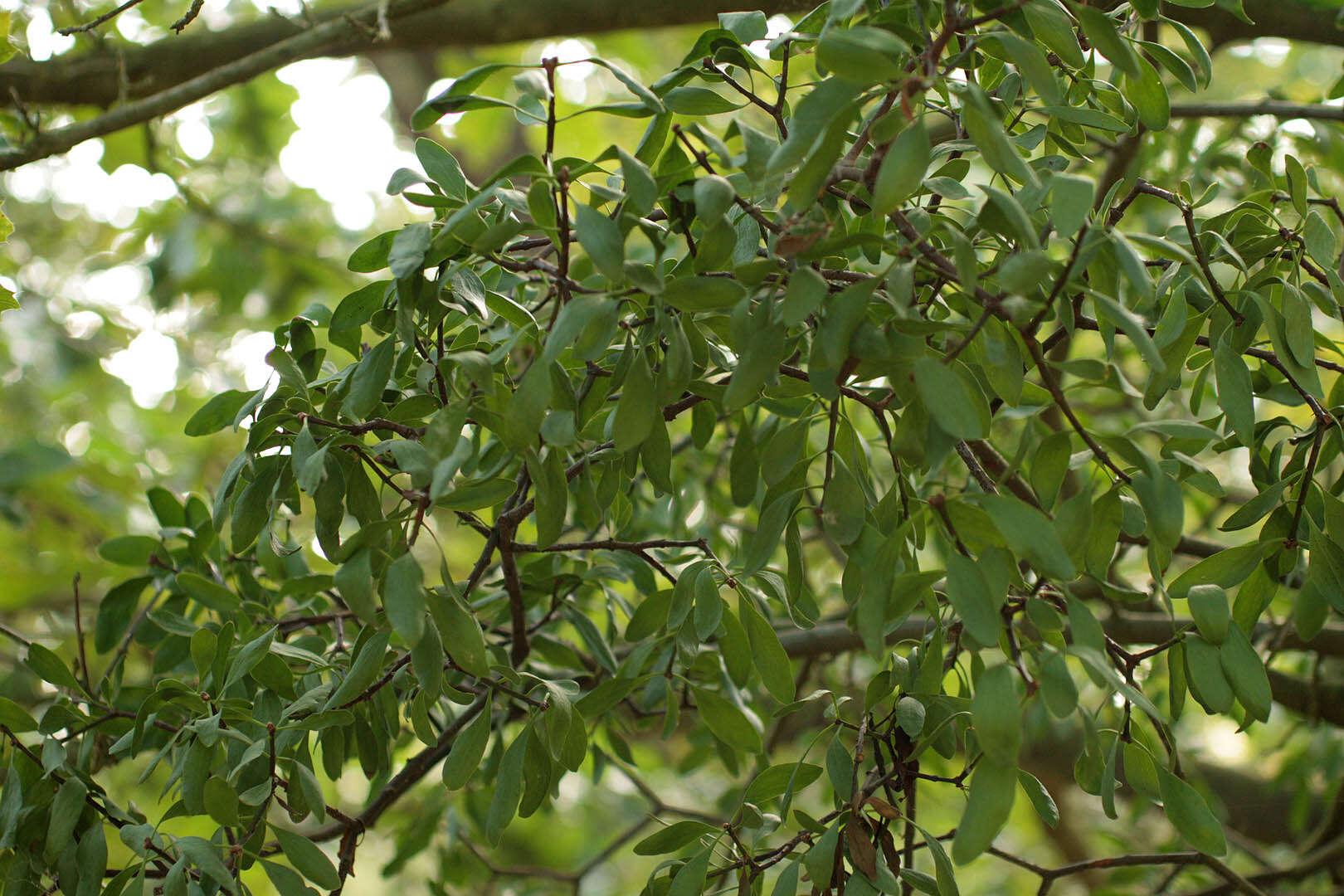 Image of Loranthus europaeus Jacq.