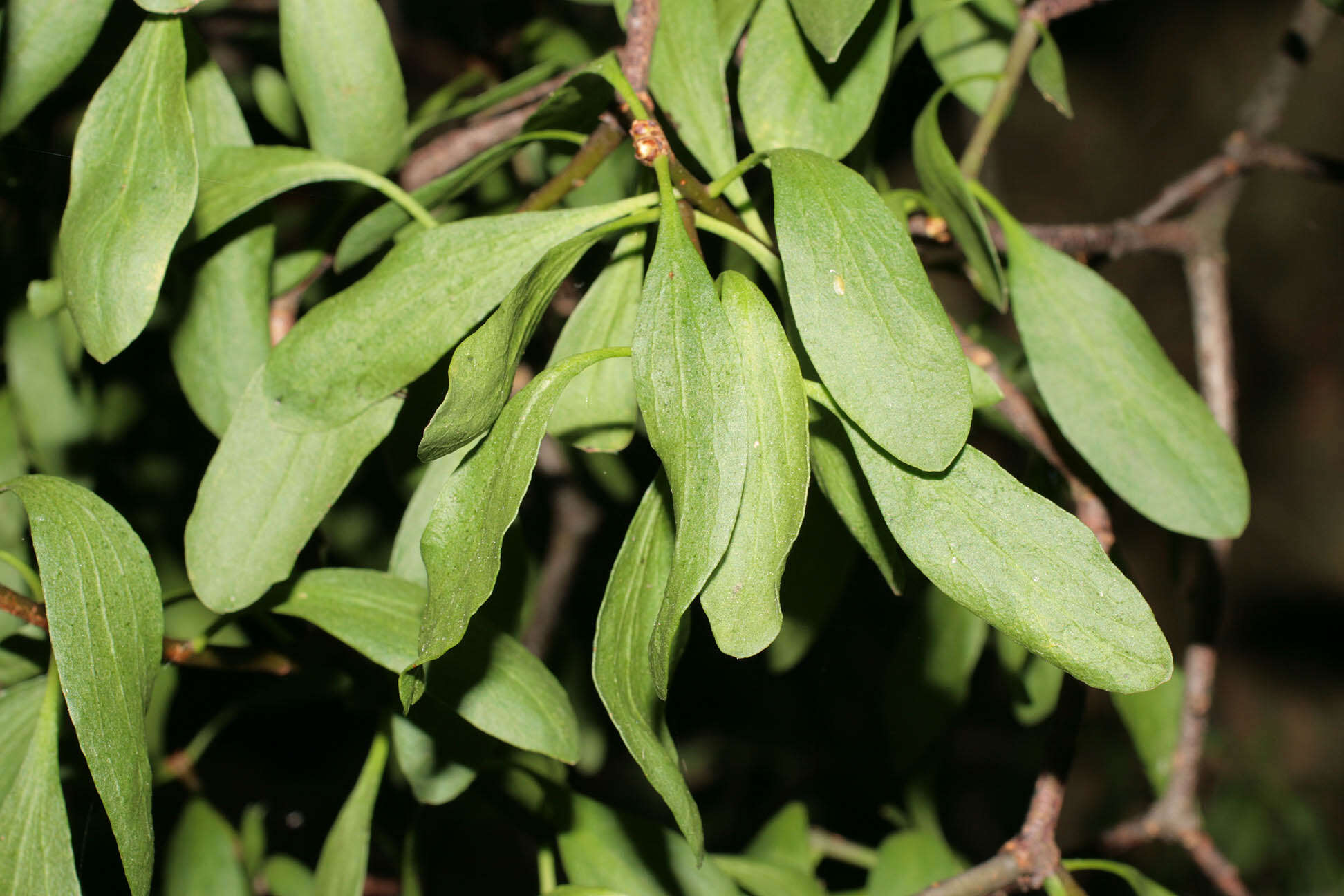 Image of Loranthus europaeus Jacq.