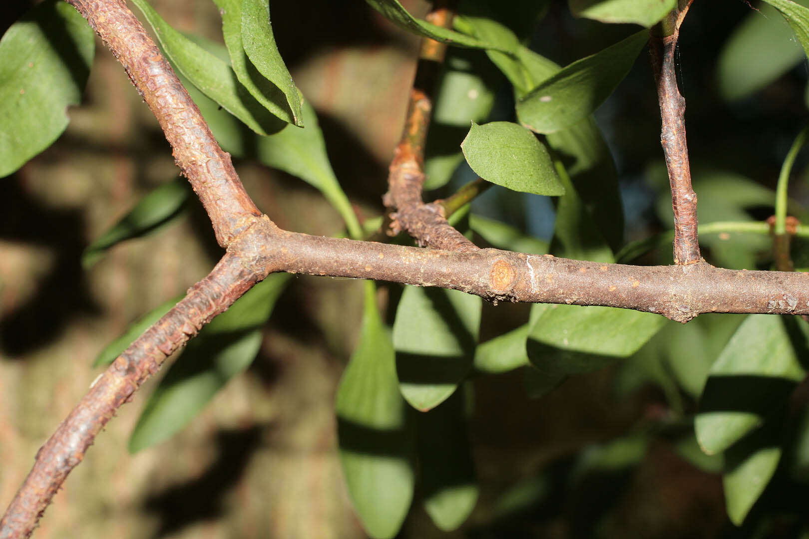 Image of Loranthus europaeus Jacq.