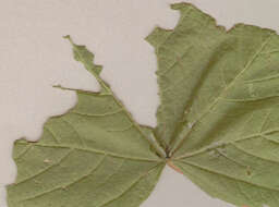 Image of alder moth