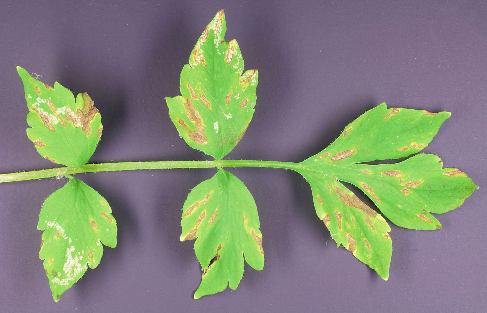 Image of Peronospora meconopsidis