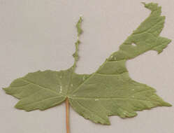 Image of alder moth