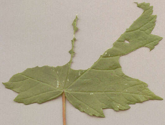 Image of alder moth