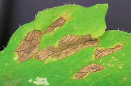 Image of Peronospora meconopsidis