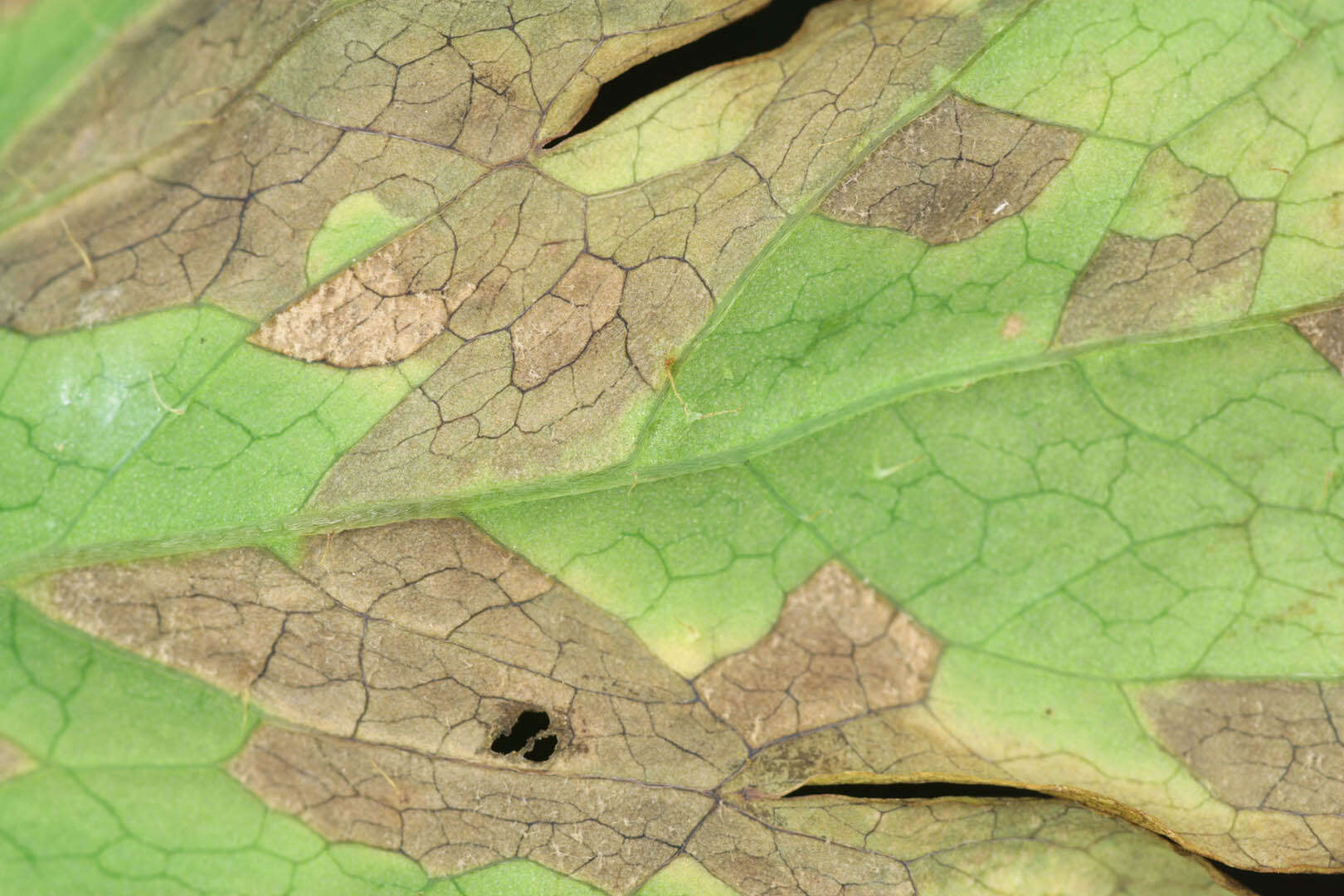 Image of Peronospora meconopsidis