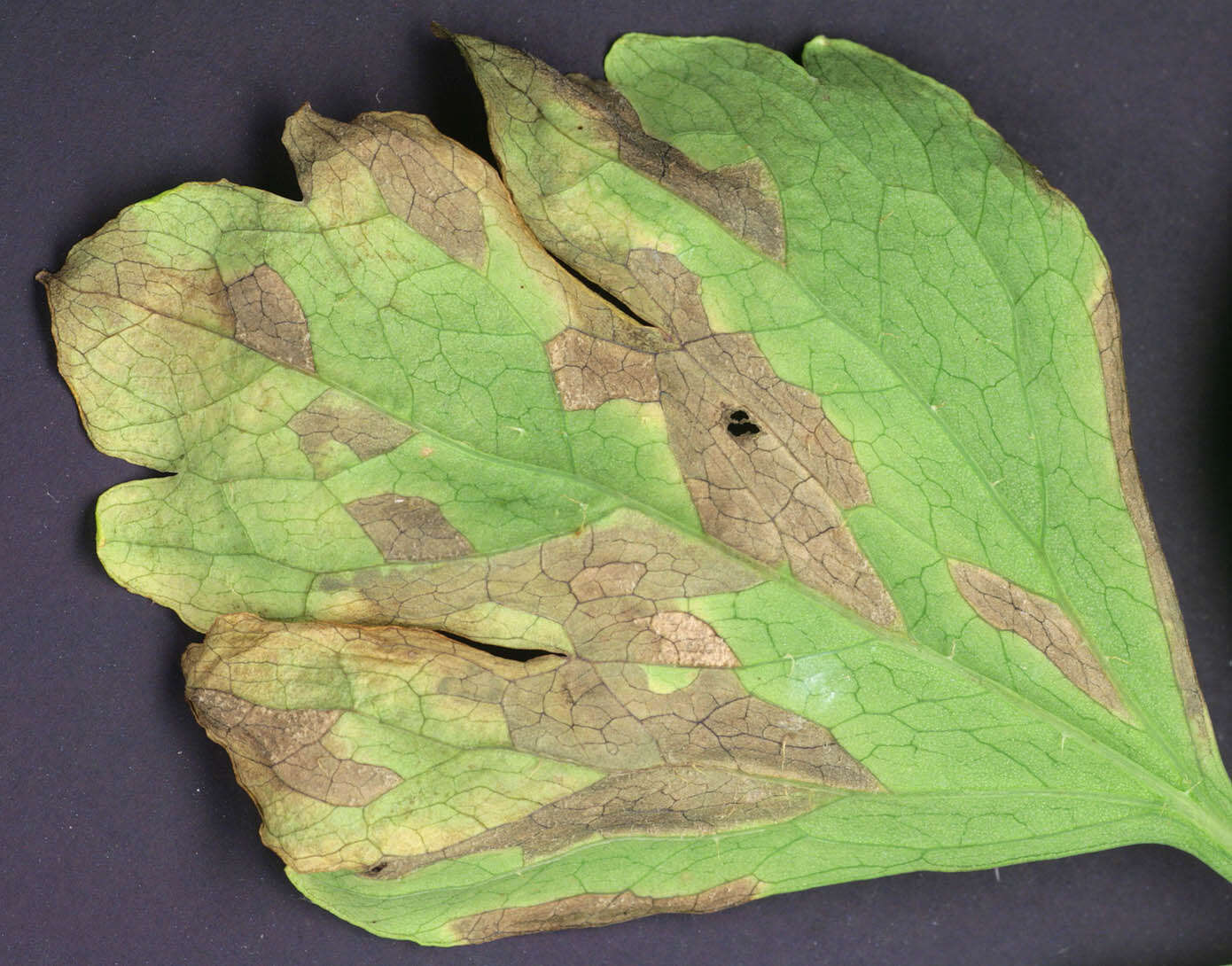 Image of Peronospora meconopsidis