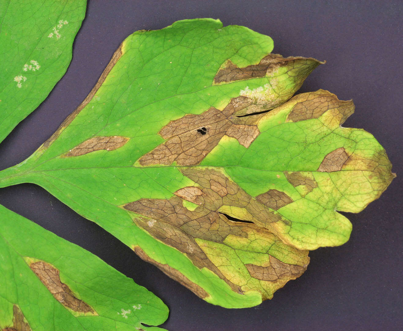 Image of Peronospora meconopsidis