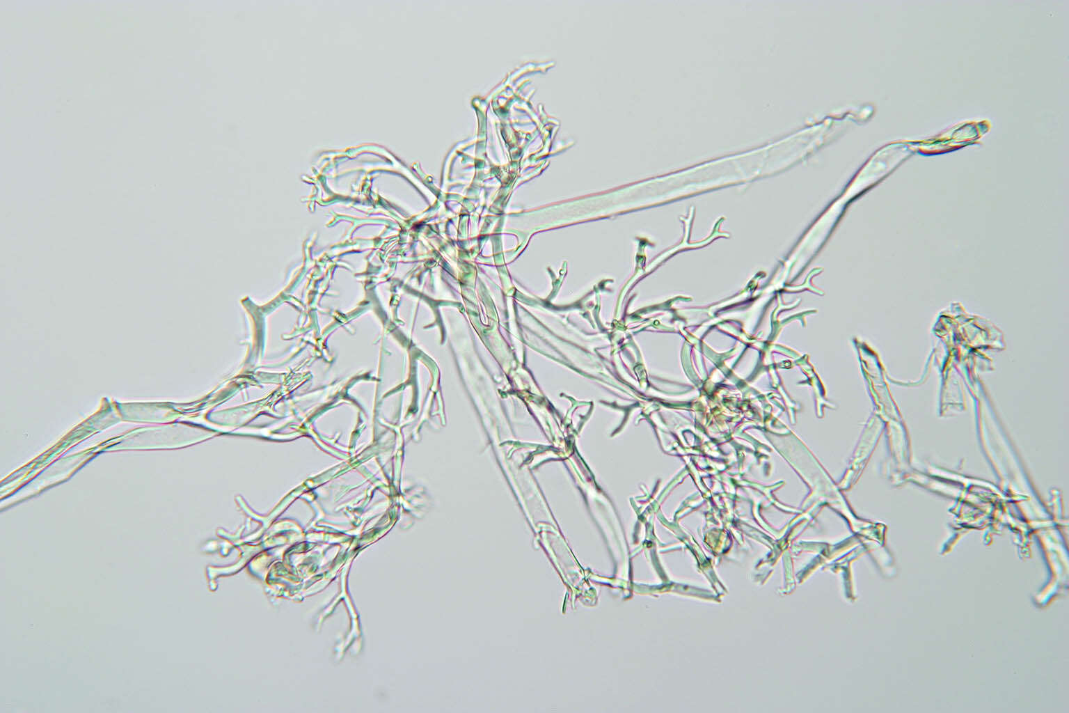 Image of Peronospora meconopsidis