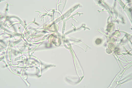 Image of Peronospora meconopsidis