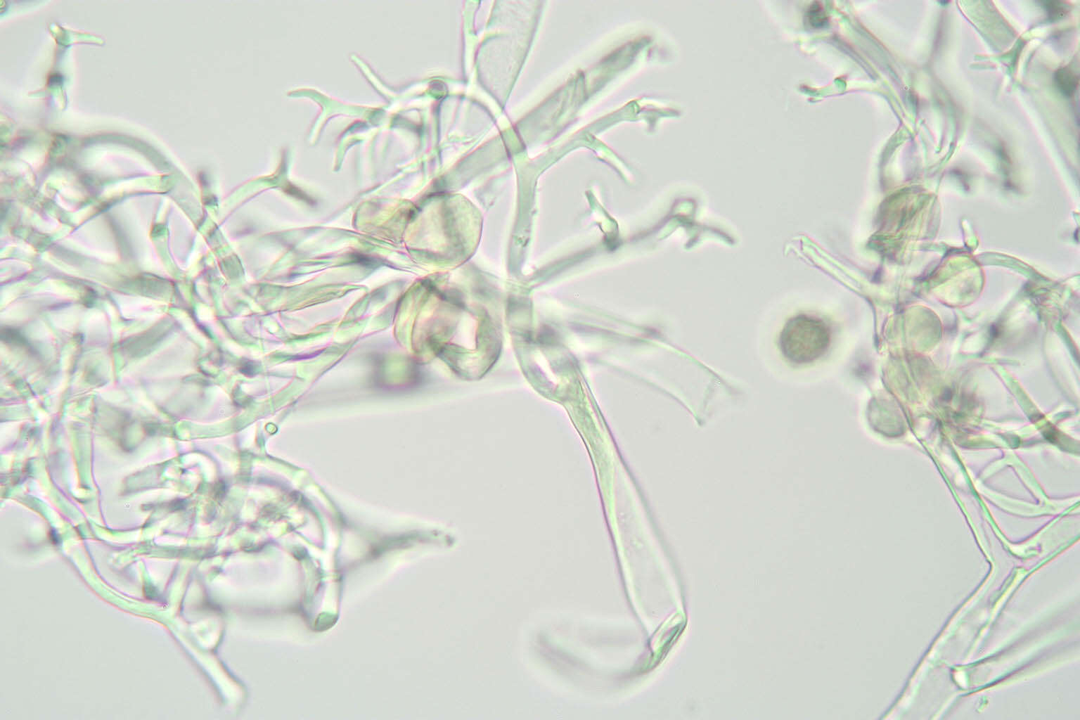 Image of Peronospora meconopsidis