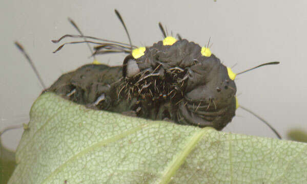 Image of alder moth