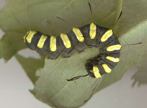 Acronicta alni Linnaeus 1767 resmi