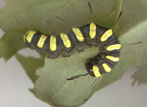 Acronicta alni Linnaeus 1767 resmi