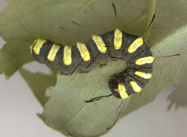 Image of alder moth