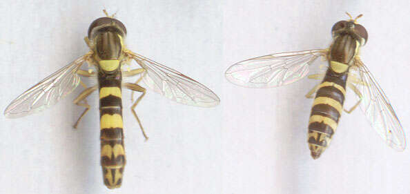 Image of Sphaerophoria scripta (Linnaeus 1758)