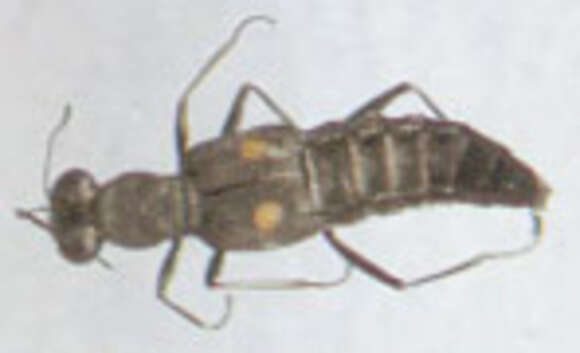 Image of Stenus (Stenus) comma Le Conte & J. L. 1863