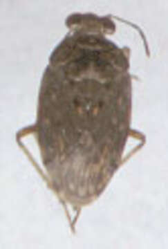 Image of common shorebug