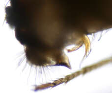 Imagem de Drosophila immigrans Sturtevant 1921