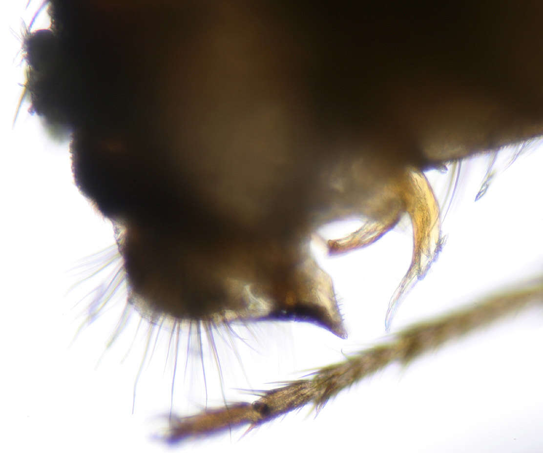 Image of Pomace fly