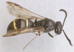 Image of Symmorphus bifasciatus (Linnaeus 1761)