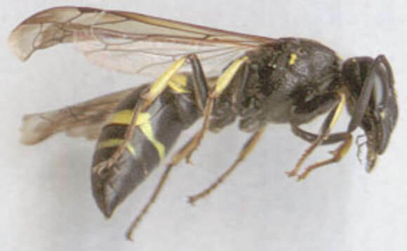 Image of Ancistrocerus trifasciatus (Müller 1776)