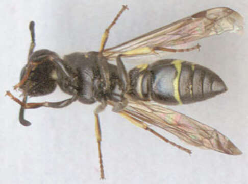 Image of Ancistrocerus trifasciatus (Müller 1776)