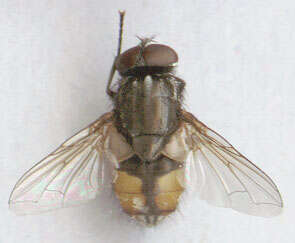 Image of Face Fly