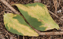 Imagem de Puccinia commutata P. Syd. & Syd. 1902