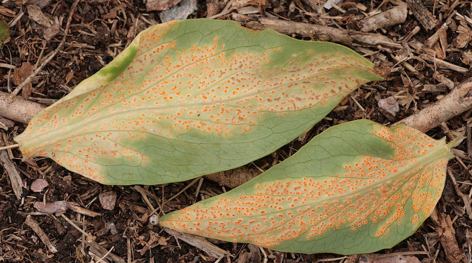 Imagem de Puccinia commutata P. Syd. & Syd. 1902