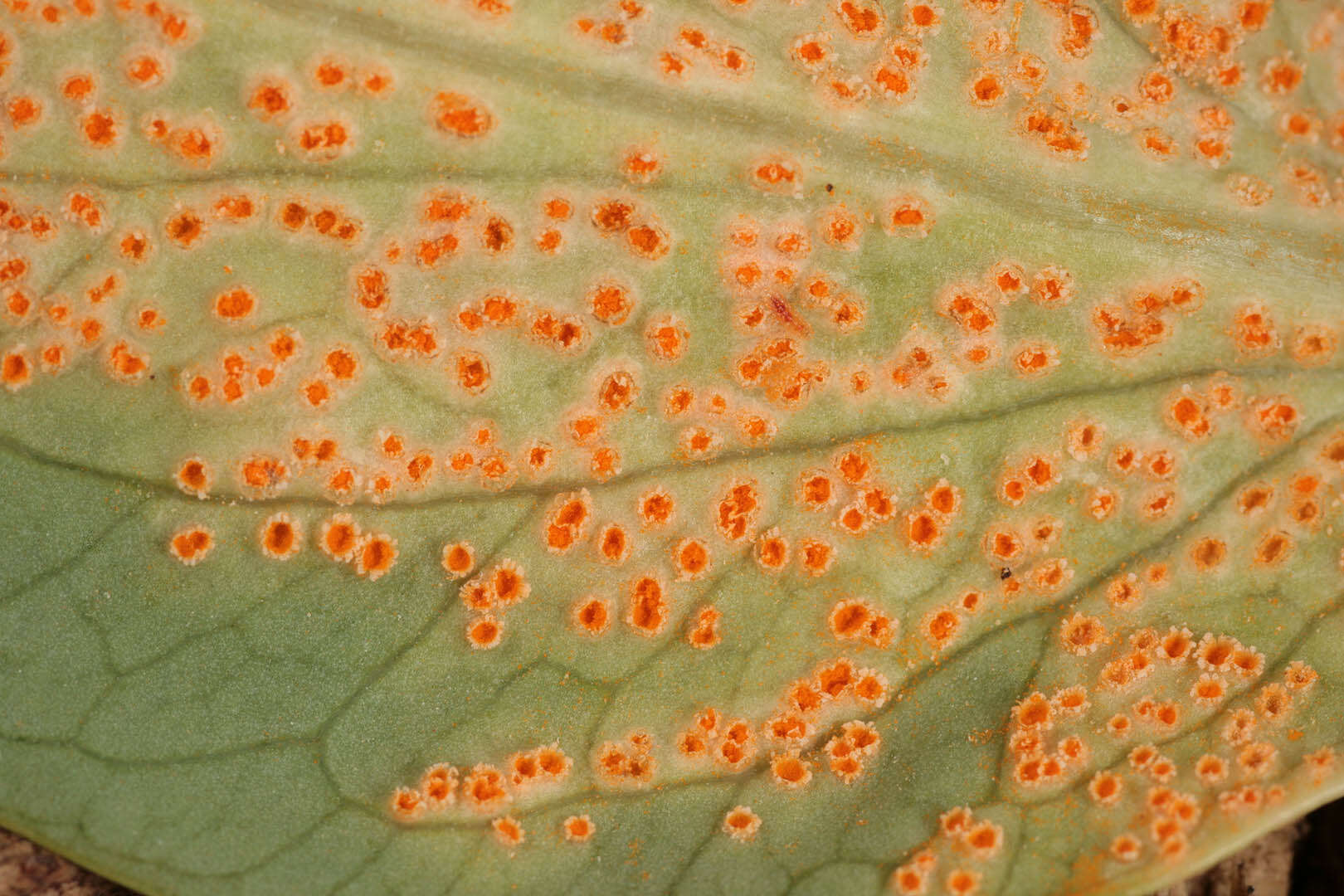 Imagem de Puccinia commutata P. Syd. & Syd. 1902