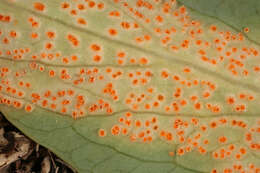 Imagem de Puccinia commutata P. Syd. & Syd. 1902