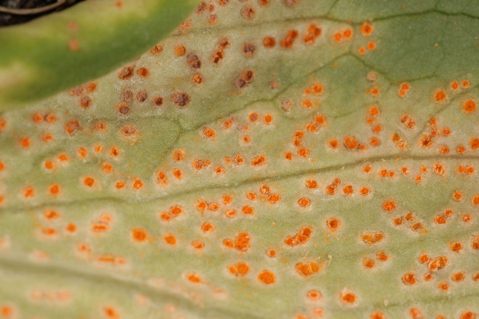 Imagem de Puccinia commutata P. Syd. & Syd. 1902