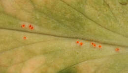 Imagem de Puccinia commutata P. Syd. & Syd. 1902