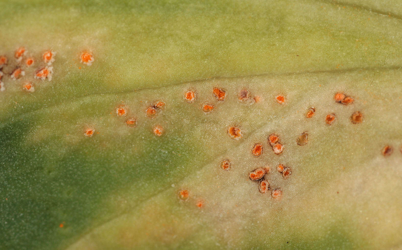 Imagem de Puccinia commutata P. Syd. & Syd. 1902