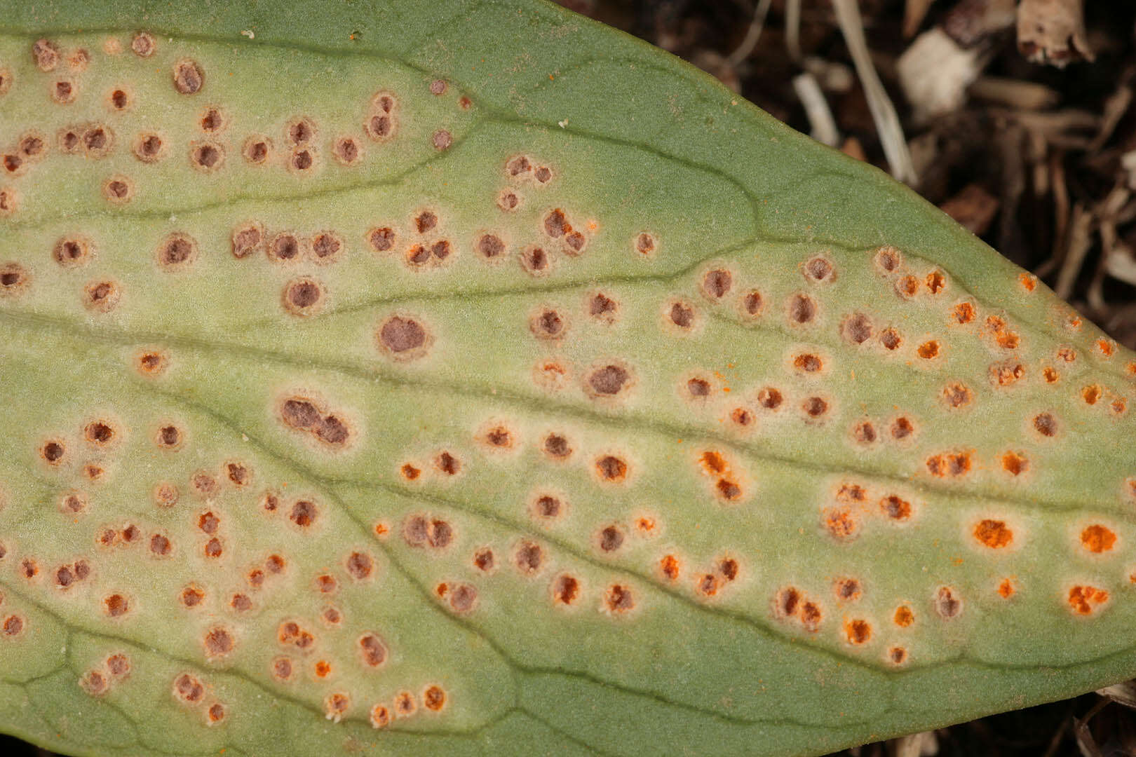 Image of Tuberculina persicina (Ditmar) Sacc. 1881