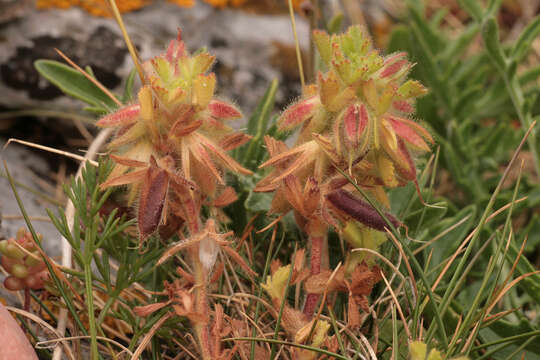 Image de Ononis reclinata L.