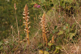 Image of ivy broomrape