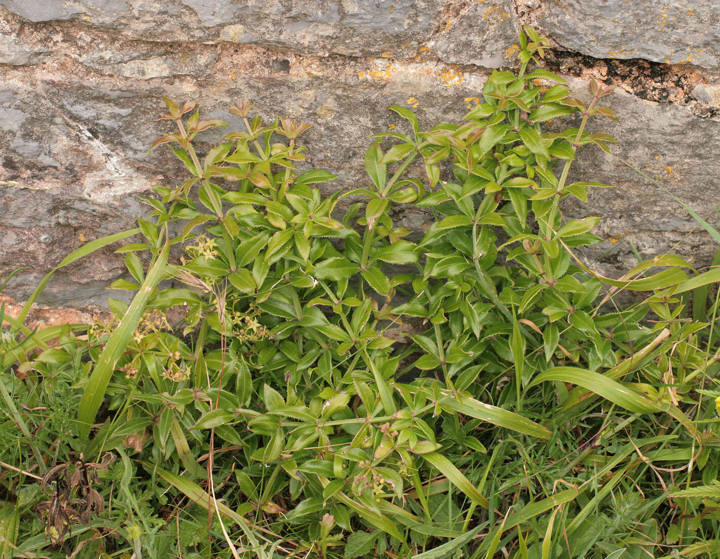 Image of Rubia peregrina L.