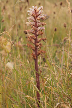 Image of clover broomrape