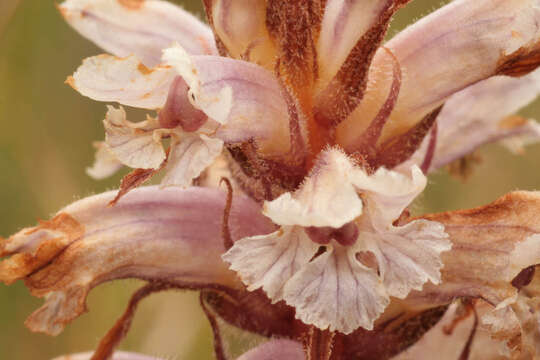 Image of clover broomrape