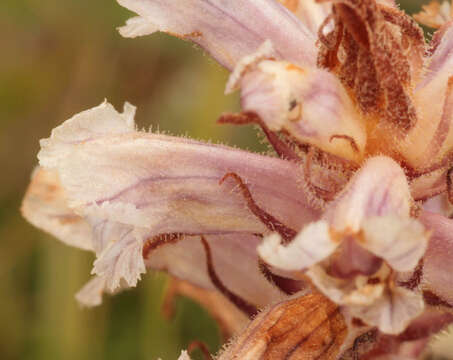 Image of clover broomrape