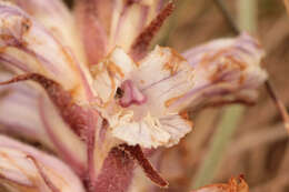 Image of clover broomrape