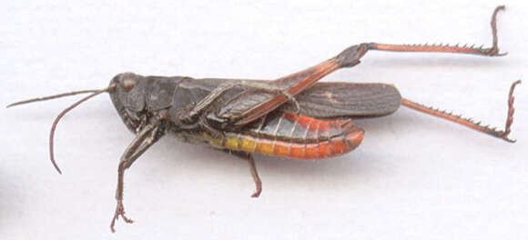 Image of woodland grasshopper